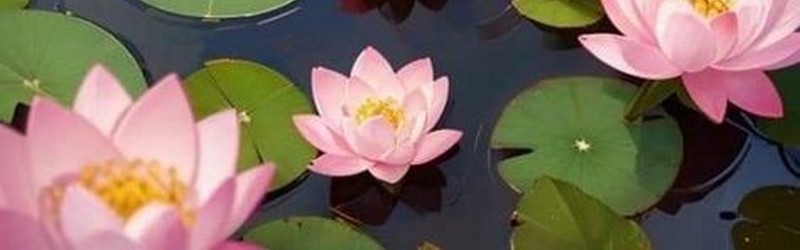 Lotus